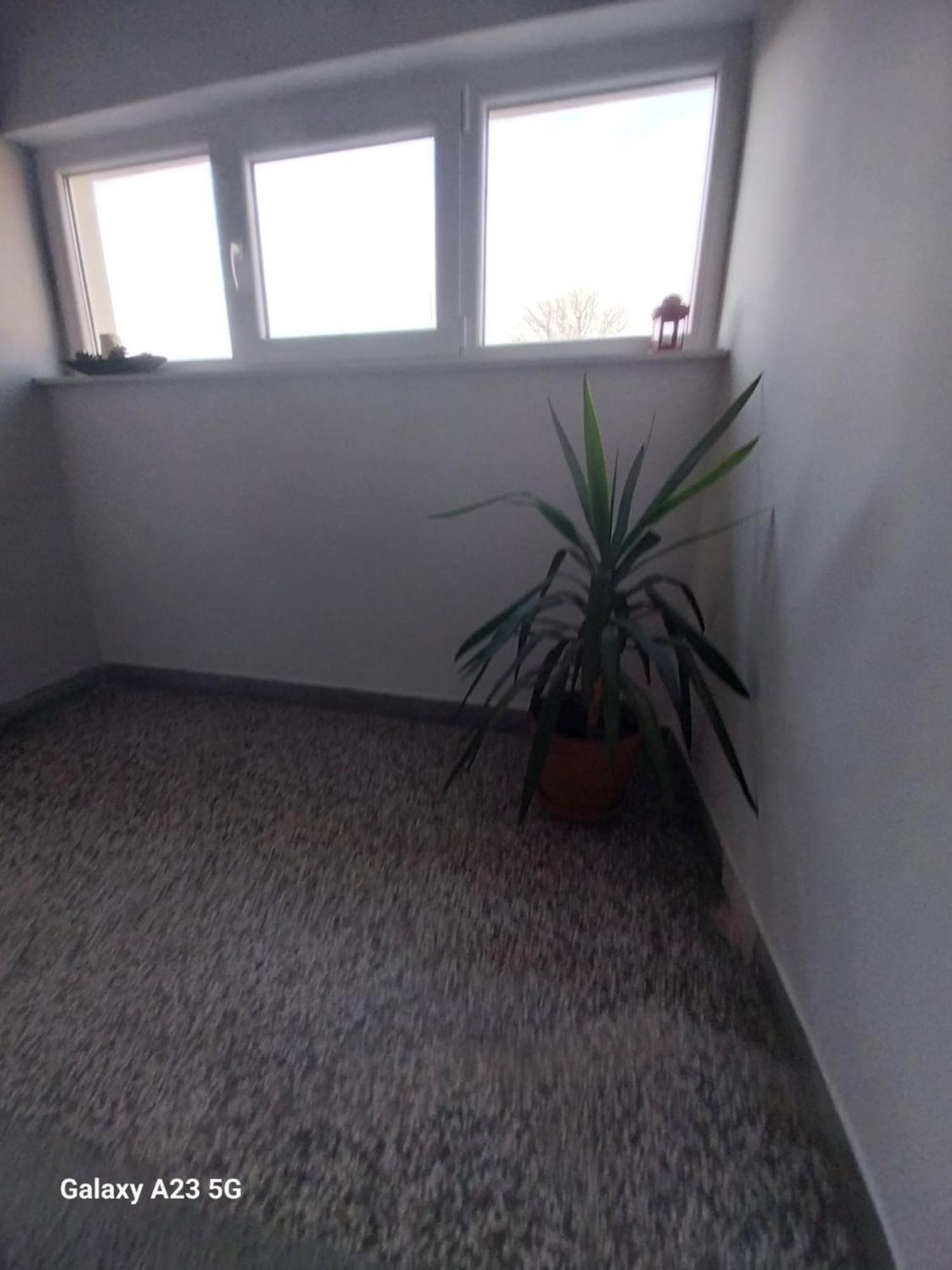 Apartman Bloom أوسييك المظهر الخارجي الصورة
